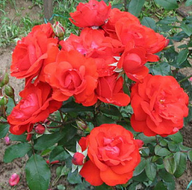 Роза 'Эуропеана' (флорибунда) (красная)