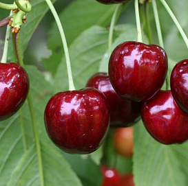Черешня 'Ярославна' (красная)
