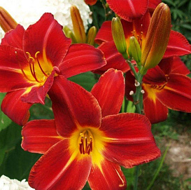 Лилейник гибридный 'Анзас' (красный)