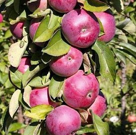 Яблоня колоновидная 'Каскад'