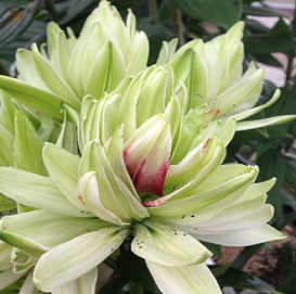 Лилия 'Мистери Дрим' (махровая лайм)