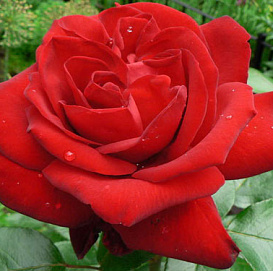 Роза 'Ингрид Бергман' (чайно-гибридная) (красная)