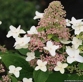 Гортензия метельчатая 'Ласт Пост'