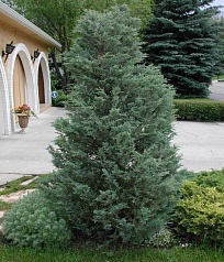 Можжевельник скальный 'Мунглоу'