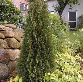 Туя западная 'Дарк Эмберс Лесдасма'