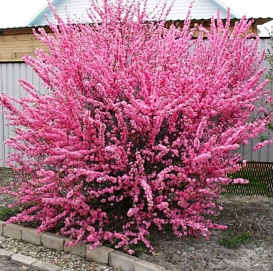 Миндаль трехлопастной 'Розенмунд'