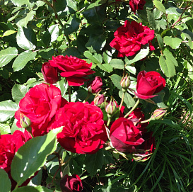 Роза 'Скарлет Боника' (флорибунда) (красно - малиновая)