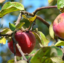 Яблоня домашняя 'Звездочка'