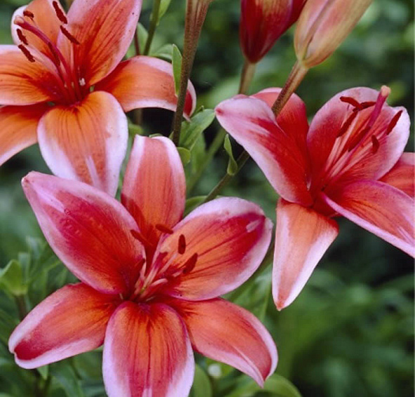 Лилия 'Электрик Ред' (карминово - красная)