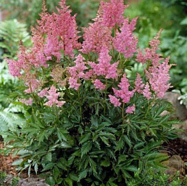 Астильба Арендса 'Никки' (розовая)