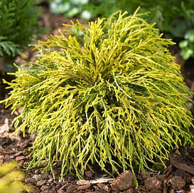 Кипарисовик горохоплодный 'Санголд'