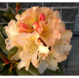 Рододендрон гибридный 'Хоризон Монарх' (персиковый)