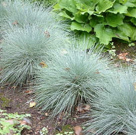 Овсяница сизая 'Фестина'