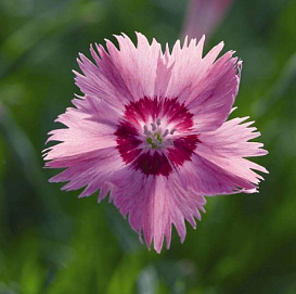 Гвоздика серовато-голубая 'Флавора'