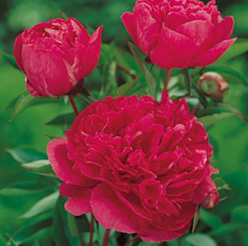 Пион молочноцветковый 'Виктор де ла Марне' (винно - красный)