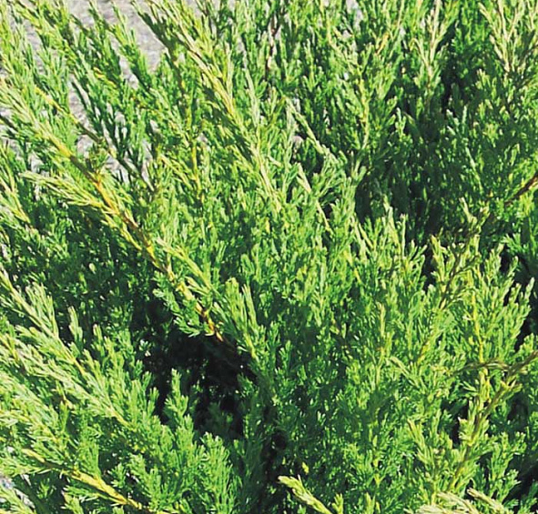 Можжевельник горизонтальный 'Андорра Компакт'