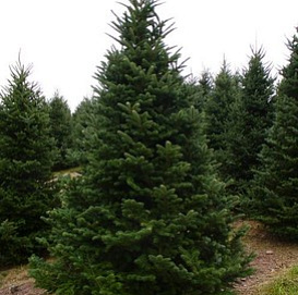 Ель колючая сибирская