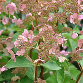 Гортензия метельчатая 'Дарума'