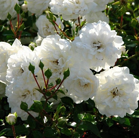 Роза 'Сифоум' (шраб) (белая)