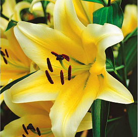 Лилия ОТ-гибрид 'Манисса'