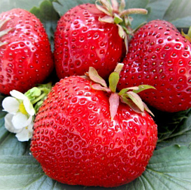 Земляника (клубника) 'Максим'