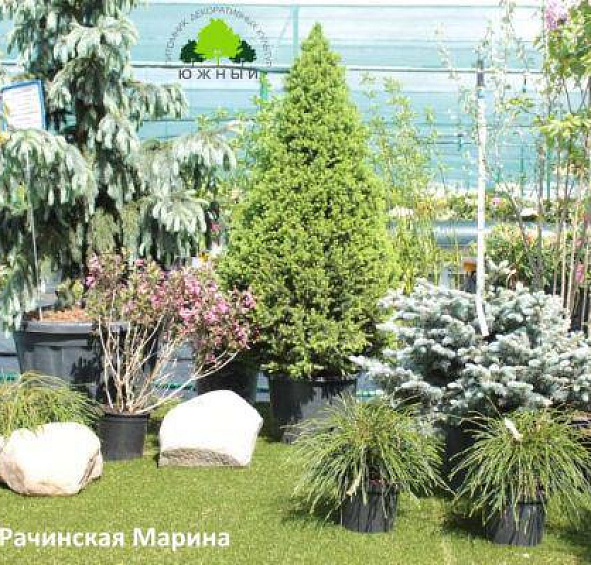 Ландшафтная композиция №4. Рачинская Марина