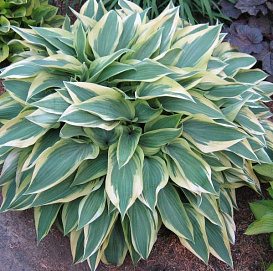 Хоста гибридная (вздутая, волнистая) 'Вулверин'