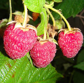 Малина 'Геракл'