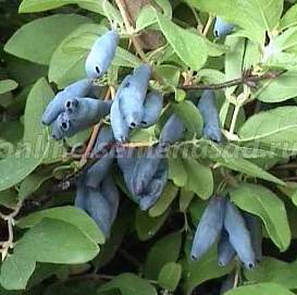 Жимолость съедобная 'Бархатная'