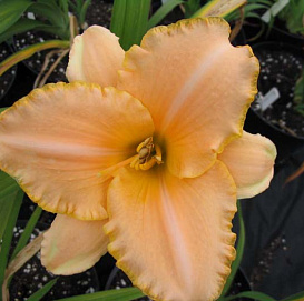 Лилейник гибридный 'Серена Санберст'