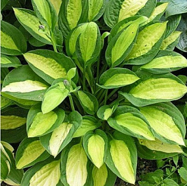 Хоста гибридная (вздутая, волнистая) 'Джипси Роуз'