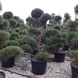 Сосна черная 'Нигра' бонсай