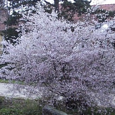 Вишня надрезаннолистная (сакура) 'Фэбруэри Пинк'