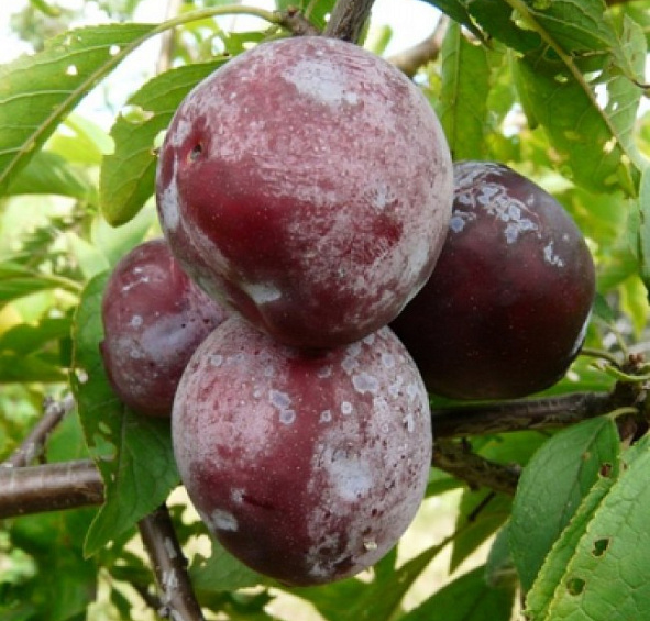 Слива 'Гармония'