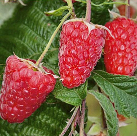 Малина 'Брянская юбилейная'