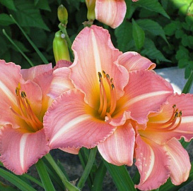 Лилейник гибридный 'Анна Варнер'