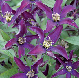 Клематис гибридный 'Ноора'