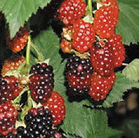 Ежемалина 'Тайберри'