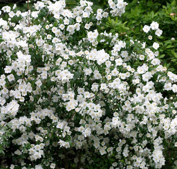 Чубушник 'Сноу Велвет'