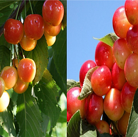 Черешня 'Брянская розовая/Юлия' (двойная прививка)