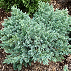 Можжевельник чешуйчатый