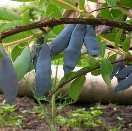 Жимолость съедобная 'Ленинградский великан'