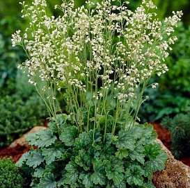 Гейхера кроваво-красная 'Вайт Клауд'