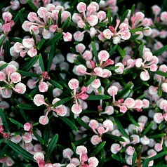 Андромеда многолистная (Подбел) 'Компакта'