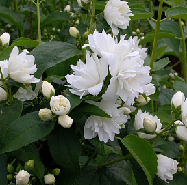 Чубушник 'Дам Бланш'