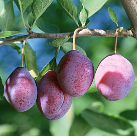 Слива 'Конфетная'