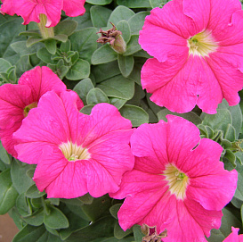 Петуния (сурфиния) гибридная 'Дримс Роуз' (розовая)