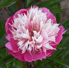 Пион молочноцветковый 'Фантастик' (розовый с белым)