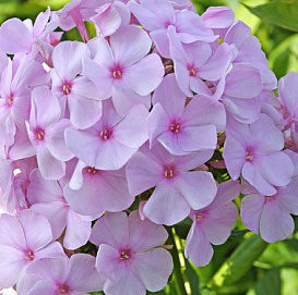 Флокс метельчатый 'Пинки Хилл'