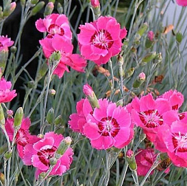 Гвоздика серовато-голубая 'Ротхопкен'